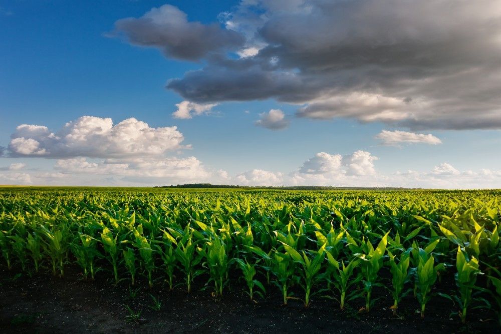 Importance of Natural and Holistic Healing on the Environment