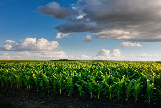 Importance of Natural and Holistic Healing on the Environment