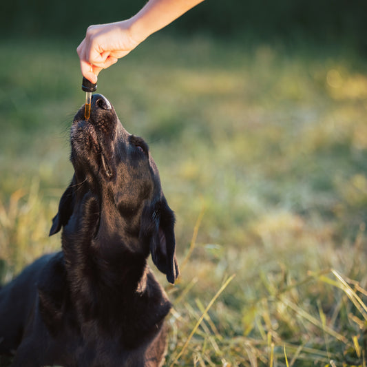 CBD for Pets: Just Like Humans!