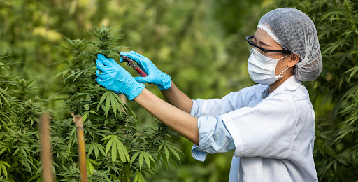 Unlocking the Secrets of CBD: Understanding and Utilizing COA for Safe and Effective Products