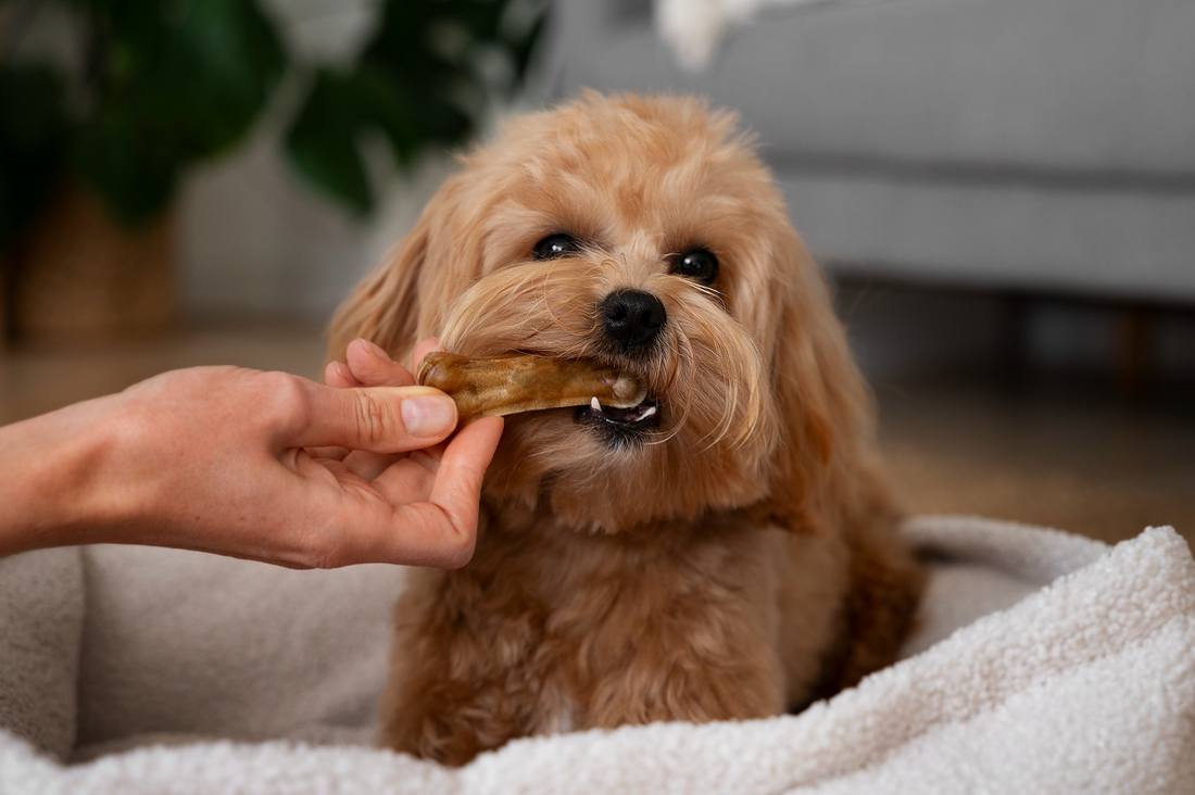 How Long Does It Take for Dog CBD Treats to Work?