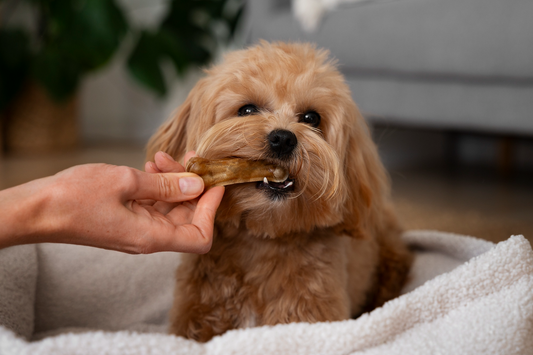 How Long Does It Take for Dog CBD Treats to Work?