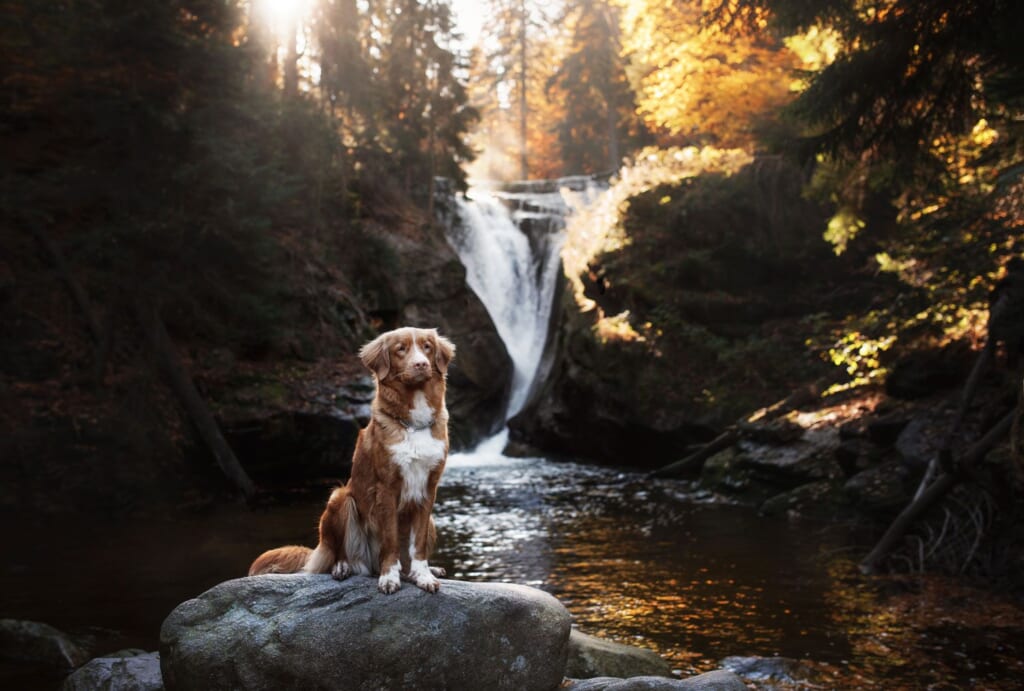 bigstock A Dog By The Waterfall Pet On 240925057